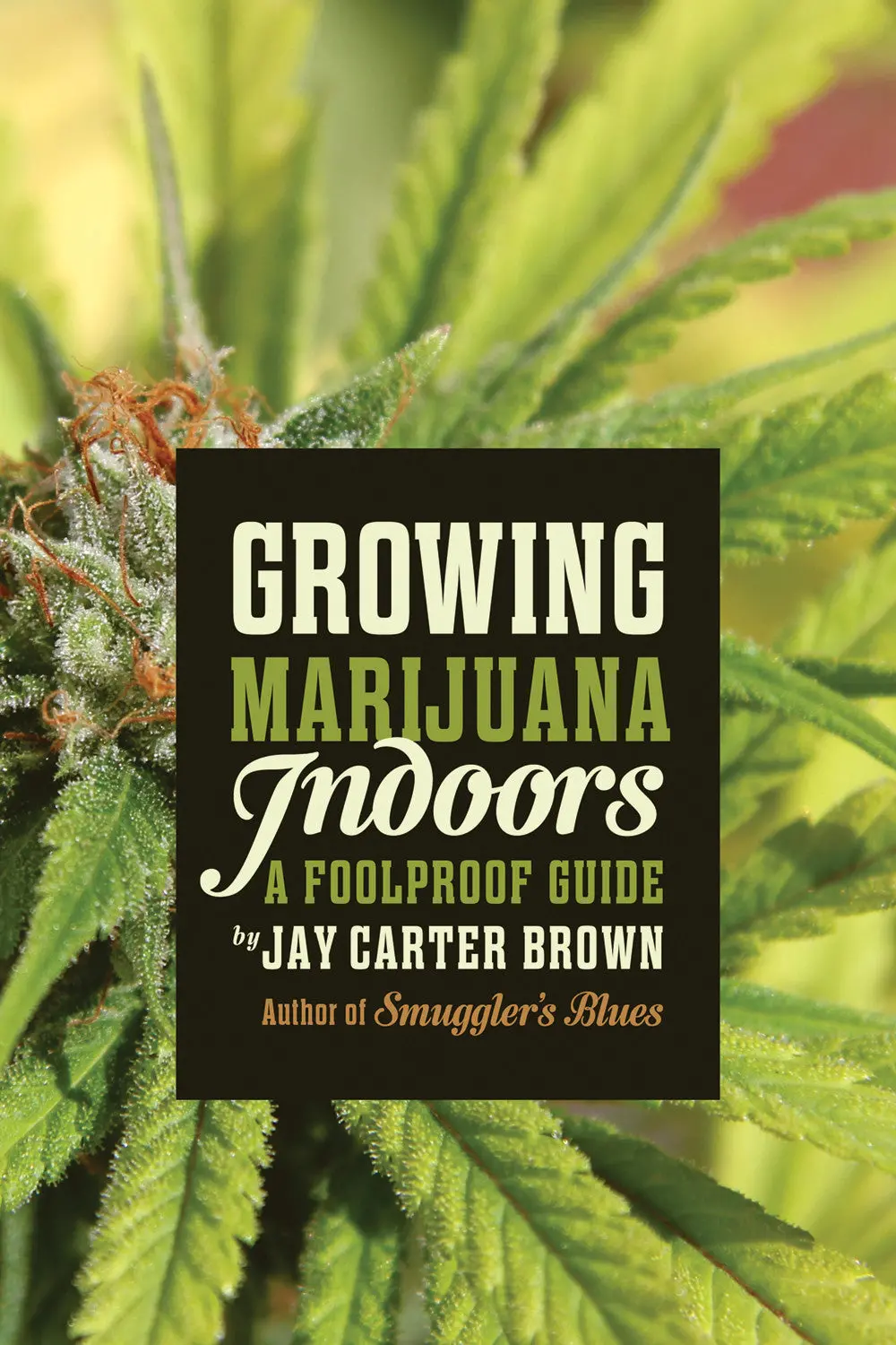 Growing Marijuana Indoors: A Foolproof Guide 1