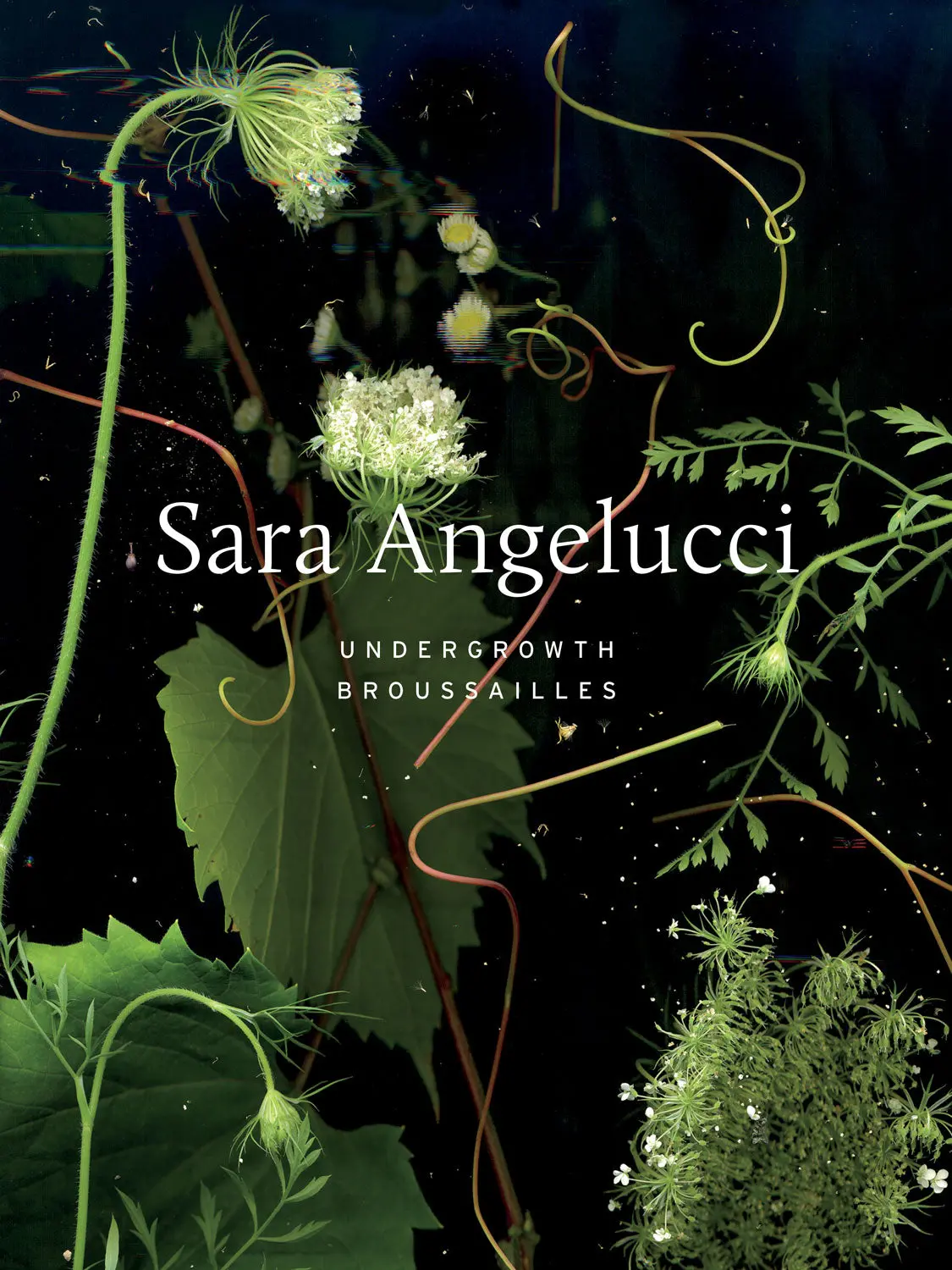 Sara Angelucci: Undergrowth / Broussailles 1